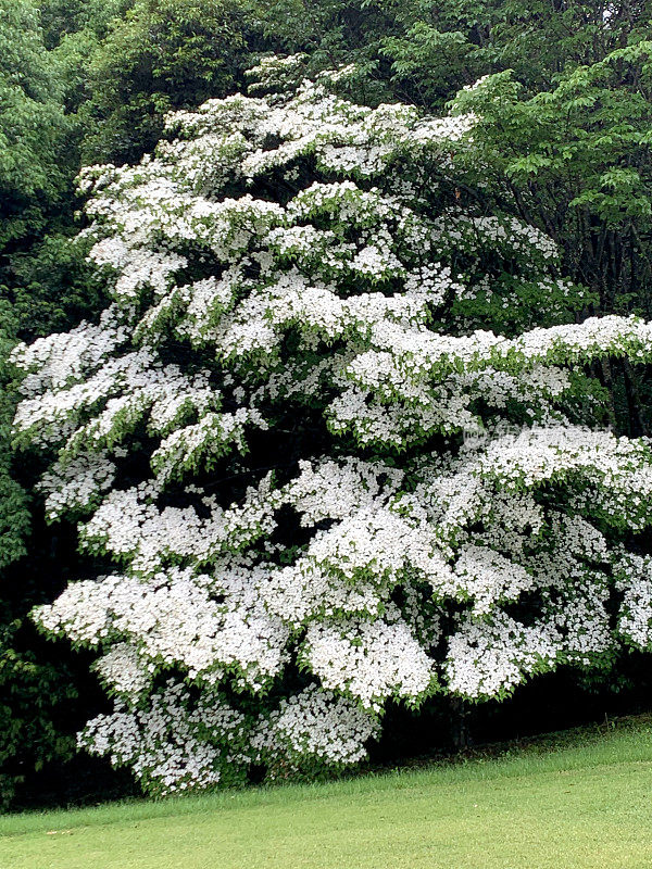 山茱萸/日本山茱萸:美丽的开花植物